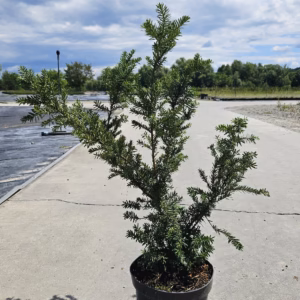 Taxus cuspidata 'Nana' cis japoński 'Nana'