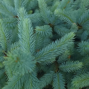 Picea pungens 'Glauca Arizona'/'Kaibab' świerk kłujący 'Glauca Arizona/'Kaibab'