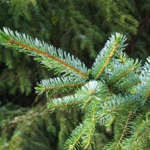 Picea omorika świerk serbski