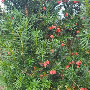 Taxus ×media 'Hicksii’ cis pośredni 'Hicksii’
