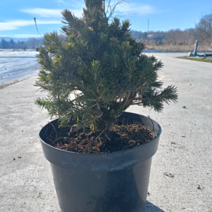 Picea abies 'Tompa' świerk pospolity 'Tompa'