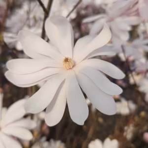 Magnolia stellata magnolia gwiaździsta