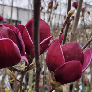 Magnolia 'Black Beauty' magnolia 'Black Beauty'