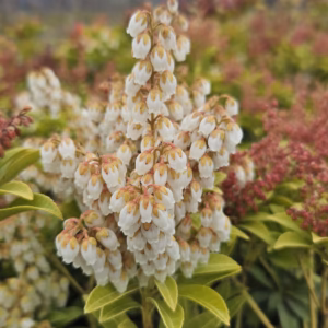 Pieris japonica 'Cupido' pieris japoński 'Cupido'