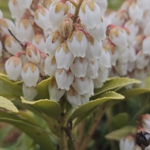 Pieris japonica 'Cupido’ pieris japoński 'Cupido’