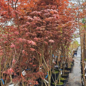 Acer palmatum 'Atropurpureum' klon palmowy 'Atropurpureum'