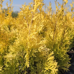 Thuja occidentalis 'Yellow Ribbon' żywotnik zachodni 'Yellow Ribbon'