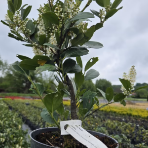 Prunus laurocerasus 'Novita’ laurowiśnia wschodnia 'Novita’