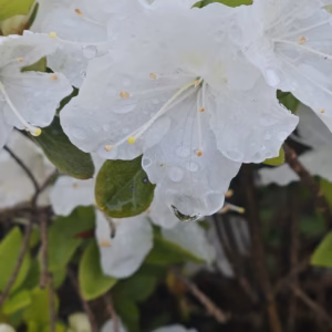 Azalea japonica 'Panda' azalia japońska 'Panda'