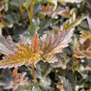 Physocarpus opulifolius 'Red Baron' pęcherznica kalinolistna 'Red Baron'