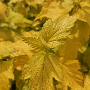 Physocarpus opulifolius 'Luteus' pęcherznica kalinolistna 'Luteus'