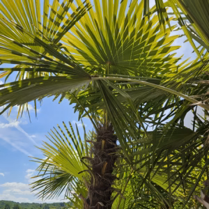Trachycarpus fortunei szorstkowiec Fortunego UWAGI - CENA MIERZONA ZA KAŻDY CENTYMETR PNIA 