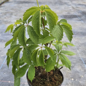 Parthenocissus quinquefolia winobluszcz pięciolistkowy