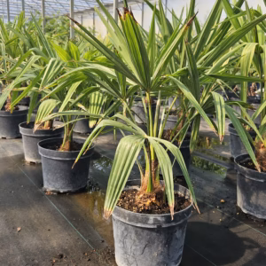 Trachycarpus fortunei szorstkowiec Fortunego