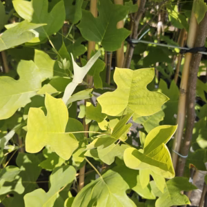 Liriodendron tulipifera tulipanowiec amerykański