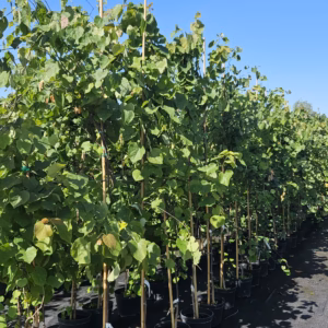 Cercis canadensis judaszowiec kanadyjski