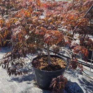 Acer palmatum 'Crimson Queen' klon palmowy 'Crimson Queen'