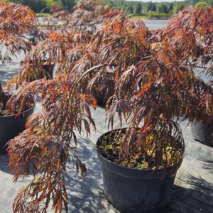 Acer palmatum 'Crimson Queen' klon palmowy 'Crimson Queen'