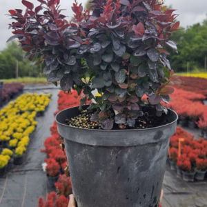 Berberis thunbergii 'Concordce' berberys Thunberga 'Concorde'