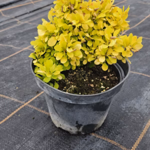 Berberis thunbergii 'Lime Star' PBR berberys Thunberga 'Lime Star'