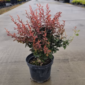 Berberis thunbergii 'Inspiration' PBR berberys Thunberga 'Inspiration'