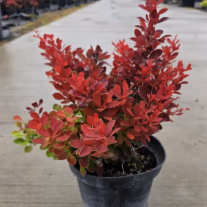 Berberis thunbergii 'Ruby Star' PBR berberys Thunberga 'Ruby Star'