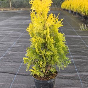 Thuja occidentalis 'Sunkist' żywotnik zachodni 'Sunkist'