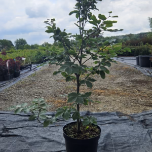 Fagus sylvatica buk pospolity