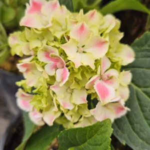 Hydrangea macrophylla 'Diva Fiore' PBR Hortensja ogrodowa 'Diva Fiore'