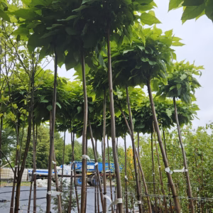 Catalpa bignonioides 'Nana' surmia bignoniowa 'Nana'
