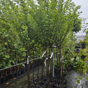 Prunus triloba migdałek trójklapowy forma prowadzona na pniu