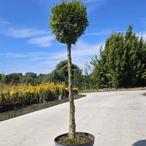 Thuja occidentalis 'Smaragd’ żywotnik zachodni 'Smaragd’ forma prowadzona