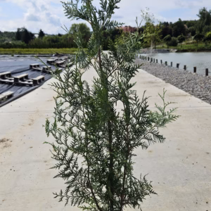 Thuja occidentalis 'Brabant' żywotnik zachodni 'Brabant'