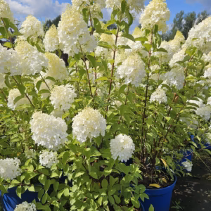 Hydrangea paniculata 'Polar Bear’ PBR hortensja bukietowa 'Polar Bear’