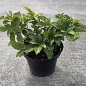 Pachysandra terminalis runianka japońska