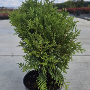 Thuja occidentalis 'Danica' żywotnik zachodni 'Danica'