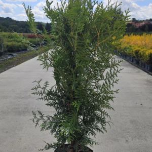 Thuja occidentalis 'Brabant’ żywotnik zachodni 'Brabant’