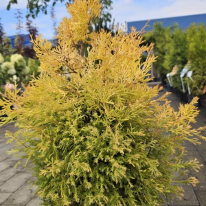 Thuja occidentalis 'Rheingold' żywotnik zachodni 'Rheingold'