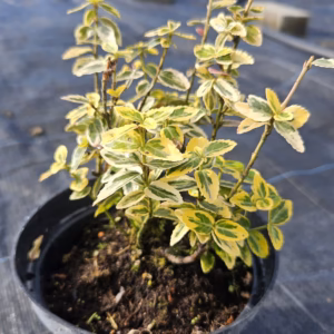 Euonymus fortunei 'Emerald 'n' Gold' trzmielina Fortune'a 'Emerald 'n' Gold'