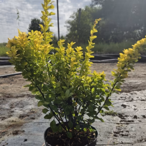 Berberis thunbergii 'Maria' PBR berberys Thunberga 'Maria'