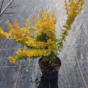 Berberis thunbergii 'Yellow Tower’ PBR berberys Thunberga 'Yellow Tower’
