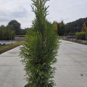 Thuja occidentalis 'Smaragd’ żywotnik zachodni 'Smaragd’
