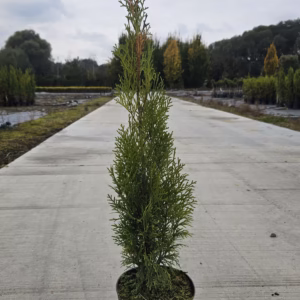 Thuja occidentalis 'Smaragd' żywotnik zachodni 'Smaragd'