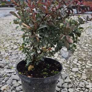 Berberis thunbergii 'Atropurpurea Nana' berberys Thunberga 'Atropurpurea Nana'