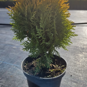 Thuja occidentalis 'Mirjam' PBR żywotnik zachodni 'Mirjam'