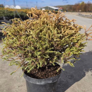 Thuja occidentalis 'Golden Tuffet' żywotnik zachodni 'Golden Tuffet'