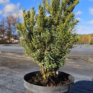 Taxus ×media 'Hicksii Barth' cis pośredni 'Hicksii Barth'