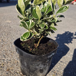 Euonymus japonicus 'Kathy’ trzmielina japońska 'Kathy’