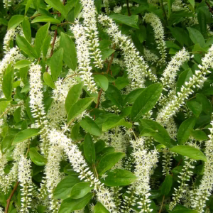 Itea virginica 'Henry's Garnet' itea wirginijska 'Henry's Garnet'