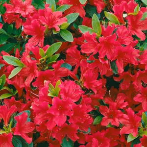 Azalea japonica 'Geisha Red' azalia japońska 'Geisha Red'